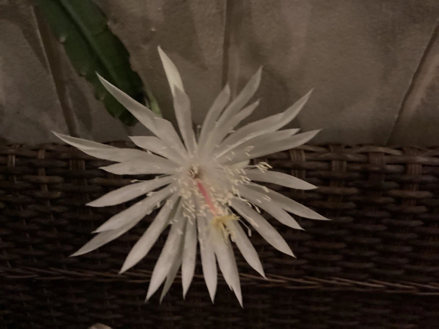 Live Epiphyllum oxypetalum Plants – Queen of the Night Orchid Cactus for Indoor & Container Growing