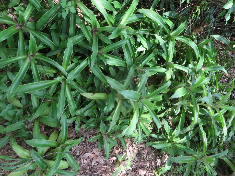 Callisia fragrans Unrooted Cutting Set – Medicinal Basket Plant Green Foliage, Easy Propagation, Indoor/Outdoor