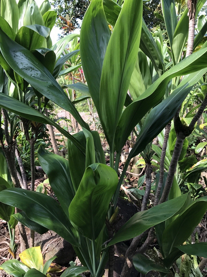 Hawaiian Green Ti Plant Cuttings – 25 Fresh 6 Inch Starter Logs – Cordyline Fruticosa