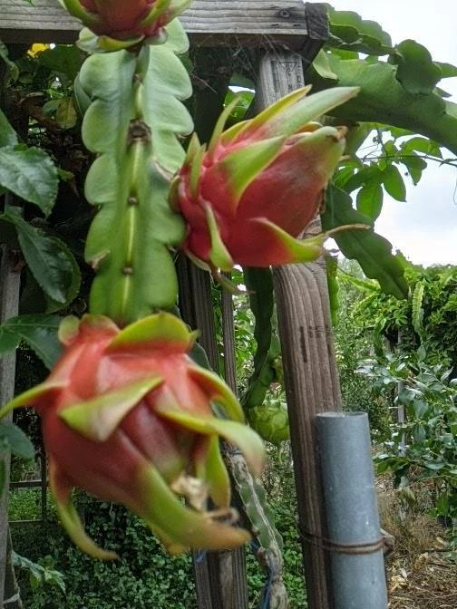 Red Dragon Fruit Cutting | Organic Hylocereus Stem for Rooting | Live Red Pitaya Plant from Uncle Charley Farm