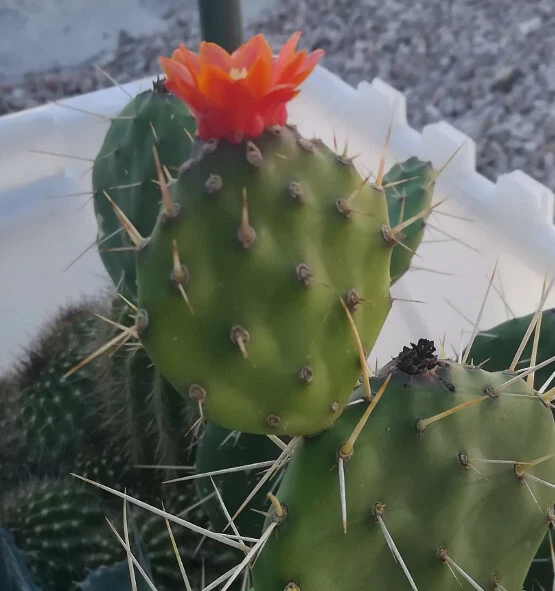 Opuntia paraguayensis Cactus – Compact Dark Green Prickly Pear with Orange Blooms – Live Succulent Plant