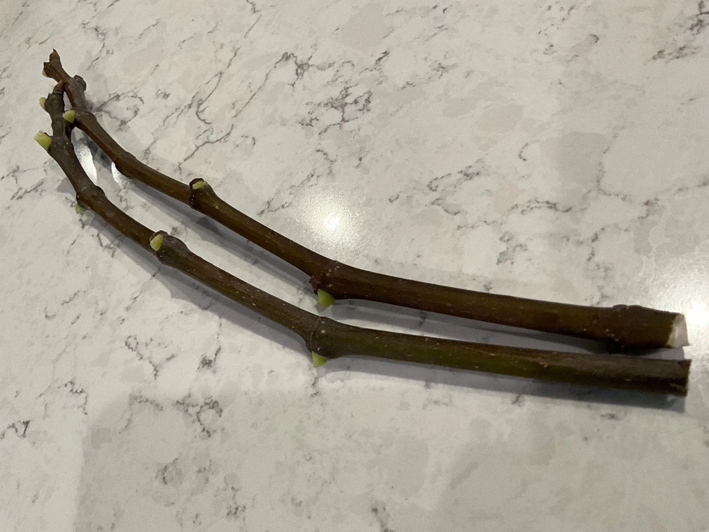 Strawberry Verte Fig Cuttings – 2 Unrooted Ficus carica ‘Strawberry Verte’ 12-Inch Fruit Tree Propagation