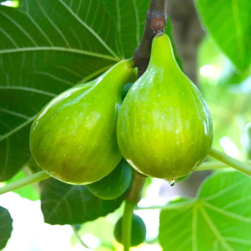 Lattarula Italian Honey Fig Cuttings – Ficus carica, 2 Live Stem Propagation Plants with Willow Water