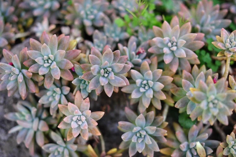 Ghost Plant Succulent Cuttings – Graptopetalum paraguayense, Unrooted Live Stem Set, Pastel Rosette Form, Indoor & Rock Garden Plant