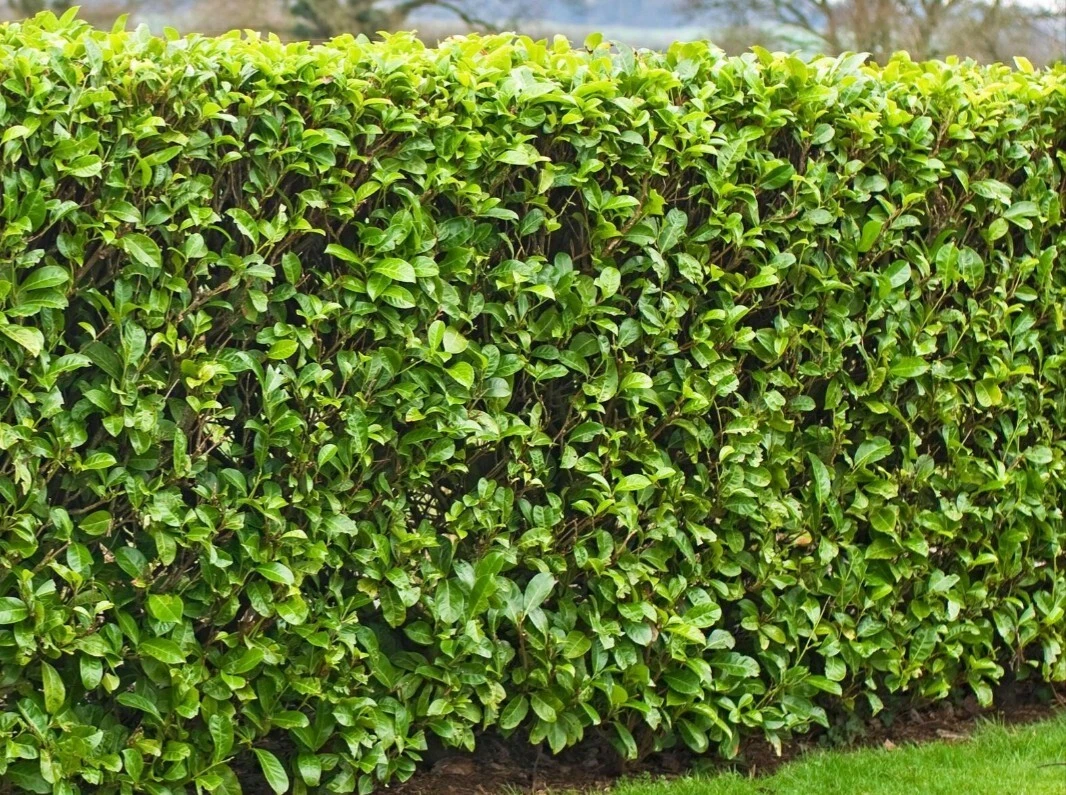 Cherry Laurel Cuttings – 6-8 Inches, Prunus laurocerasus, Evergreen Shrub for Hedging and Privacy Screens