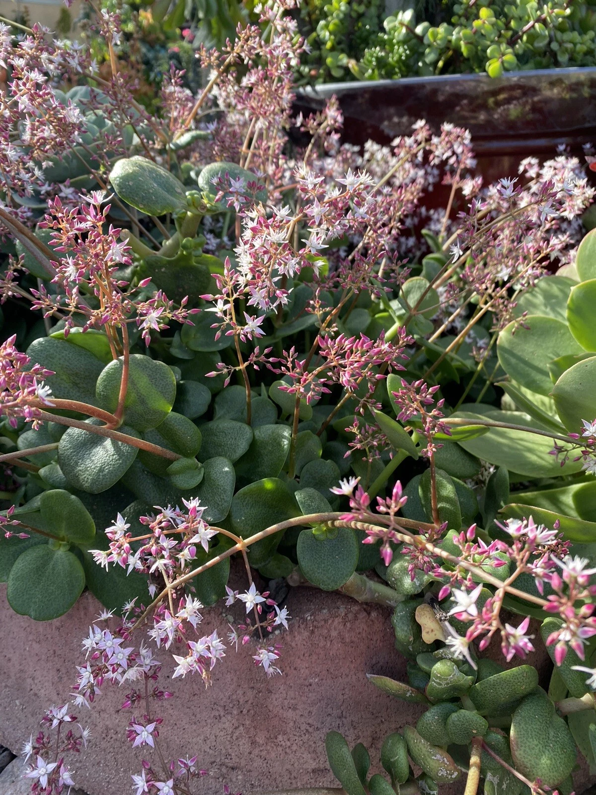 Unrooted Succulent Cuttings - 6 Crassula multicava Fairy Crassula for Propagation & Indoor/Outdoor Growing