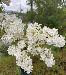 White Lilac Bare Root Bushes – Jumbo Size, Syringa vulgaris, Spring Blooms, Hardy Shrubs for Borders & Hedges