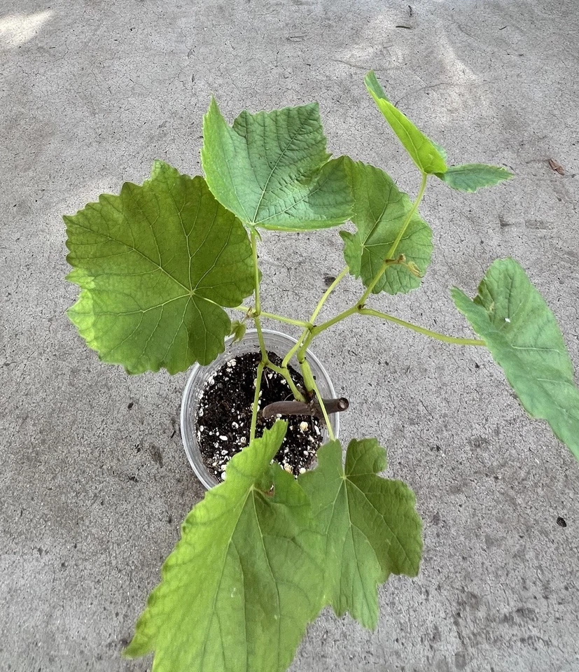 Green Grape Vine Cutting with Pot – 10 Inch Seedless Vitis vinifera Live Rooted Plant for Garden or Container