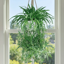Spider Plant Rooted Cuttings – 2 Live Chlorophytum Comosum Offshoots for Indoor Planting