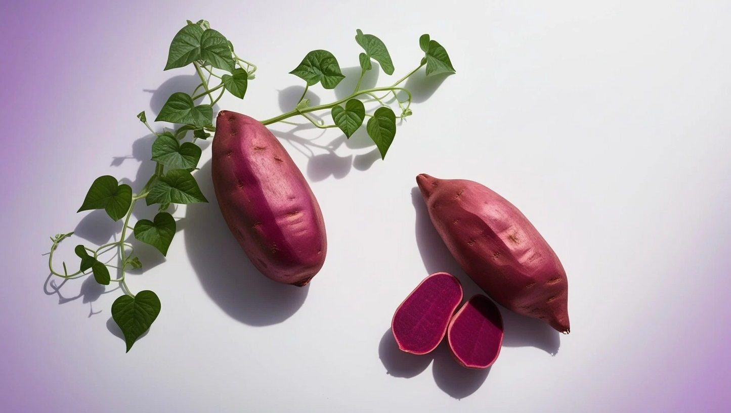 Japanese Purple Sweet Potato Slips – 10 Live Ipomoea batatas Cuttings for Garden or Container Planting