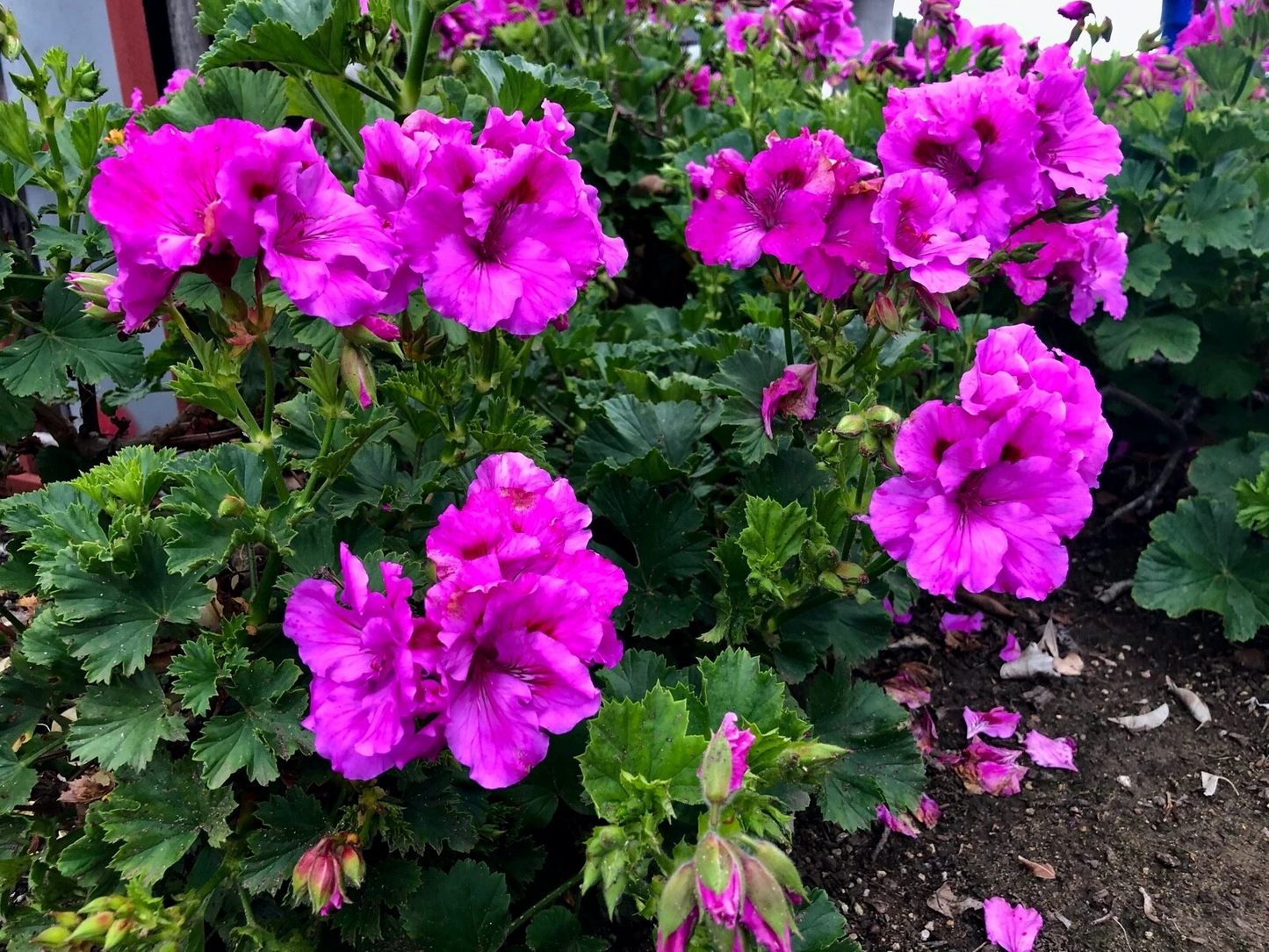 Purple Pelargonium Regal Geranium Cutting – 6-8 Inch Live Stem for Propagation & Garden Containers