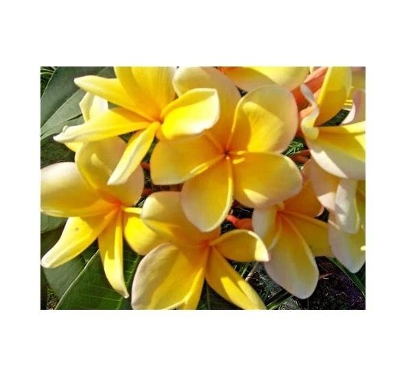 Unrooted Yellow Plumeria Aztec Gold Cutting – 8-12 Inch Tropical Frangipani Starter Plant