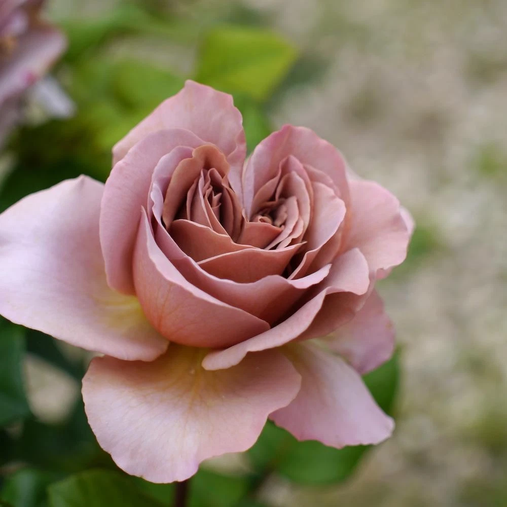 Café Latte Rose Cuttings – 3 Unrooted Dusty-Mauve Rose Scions for Grafting and Propagation, Rosa hybrid