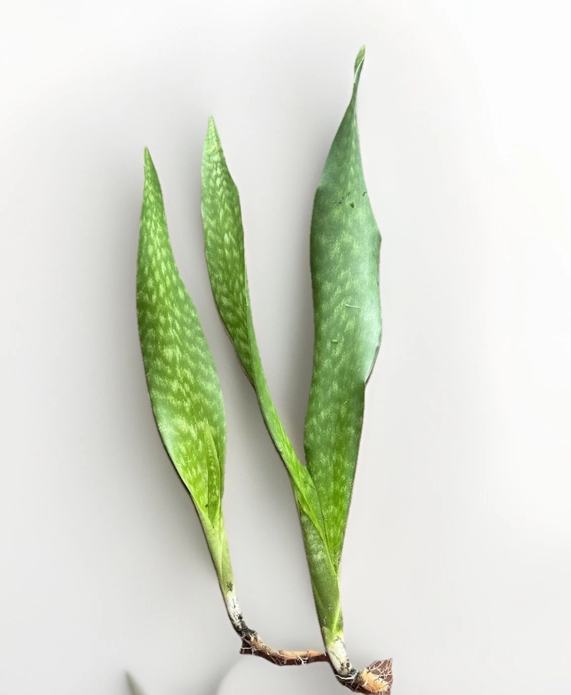 Live Snake Plant Set | Rooted Sansevieria trifasciata | Healthy Indoor/Outdoor Houseplants