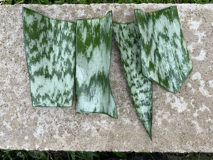 Snake Plant Leaf Cuttings – 10 Sansevieria Hawaii Leaves, Unrooted Cuttings for DIY Propagation, Easy Indoor Houseplant Starter Pieces