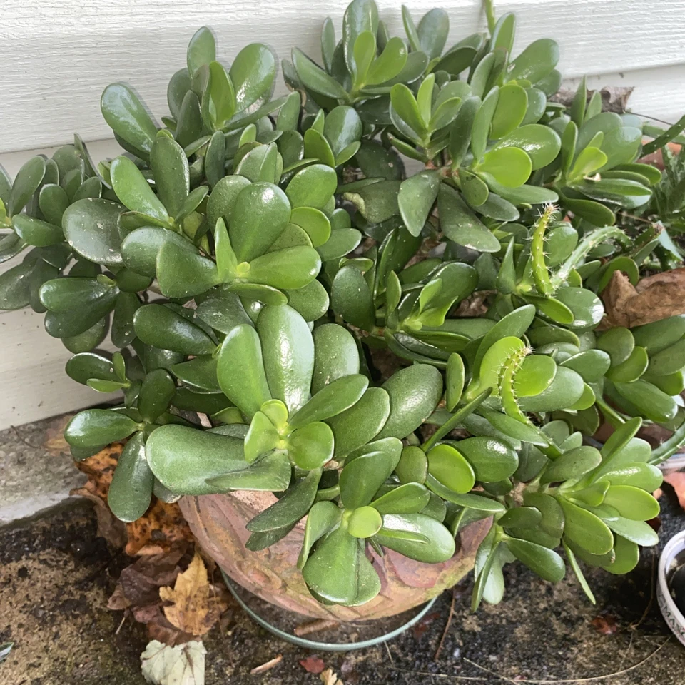 Jade Plant Cuttings – 3 Crassula ovata Succulent Stem Clippings for Rooting & Propagation, Indoor Succulent Garden