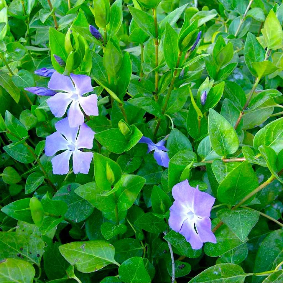 Rooted Vinca Major Cuttings – 10 Live Purple Flower Groundcover Plants, Trailing Vine, 15–20 Inches, Periwinkle, Vinca major