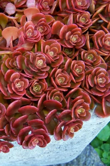 Coral Reef Sedum Cuttings – Unrooted Succulent Stems for Propagation, Low-Growing Groundcover, Bright Foliage, Sedum spp.