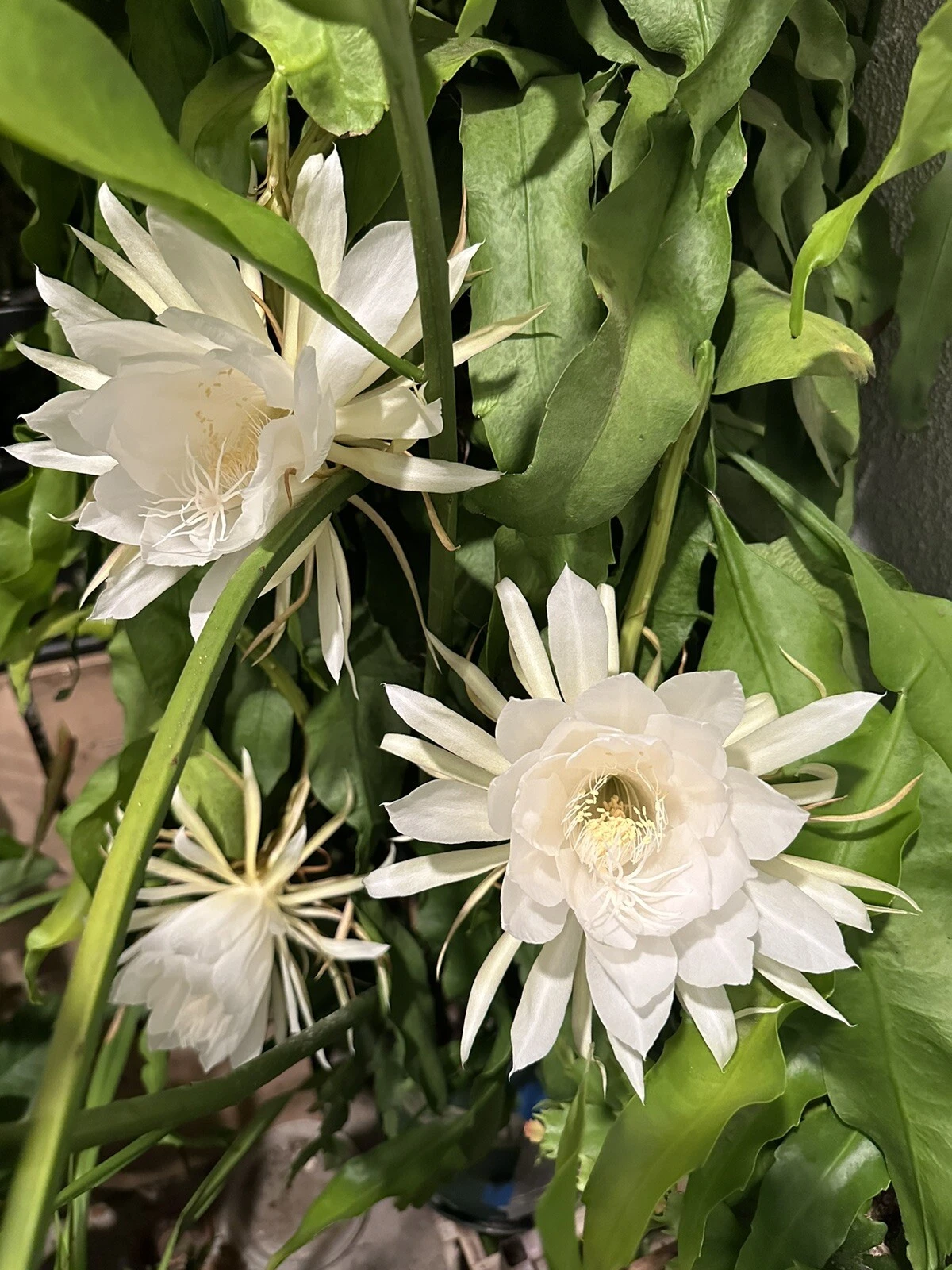 Queen of the Night Orchid Cactus Cutting 6-12 Inches Epiphyllum oxypetalum Unrooted Propagation Planting
