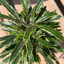 Variegated False Aralia – Set of 2 Live Plants in 2" Pots, 2–3 Inch Tall Tropical Houseplants for Indoor Growing