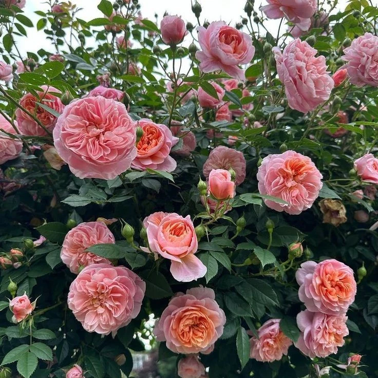 Colette Climbing Rose Cuttings – 6 Live Unrooted Rosa ‘Colette’ for Propagation & Garden Planting