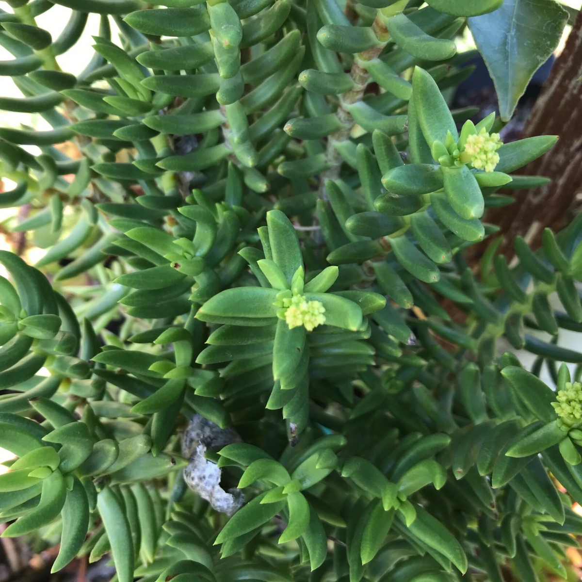 Mini Pine Tree Succulent Cuttings Set of 4 | Crassula tetragona Bonsai-Style Plant Stems for Pots & Indoor Growing