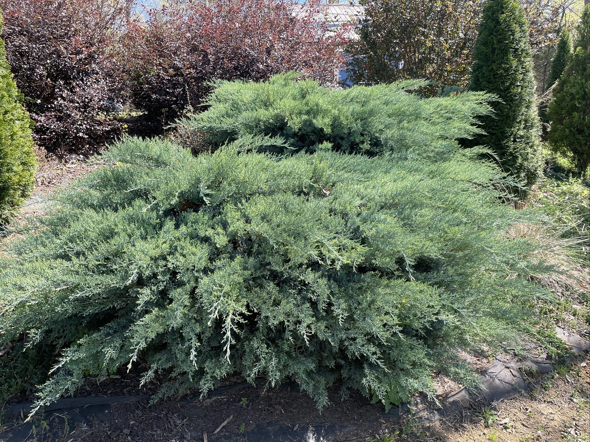 Grey Owl Juniper Cuttings – 10 Fresh 5–7 Inch Evergreen Juniperus virginiana ‘Grey Owl’ for Rooting and Propagation