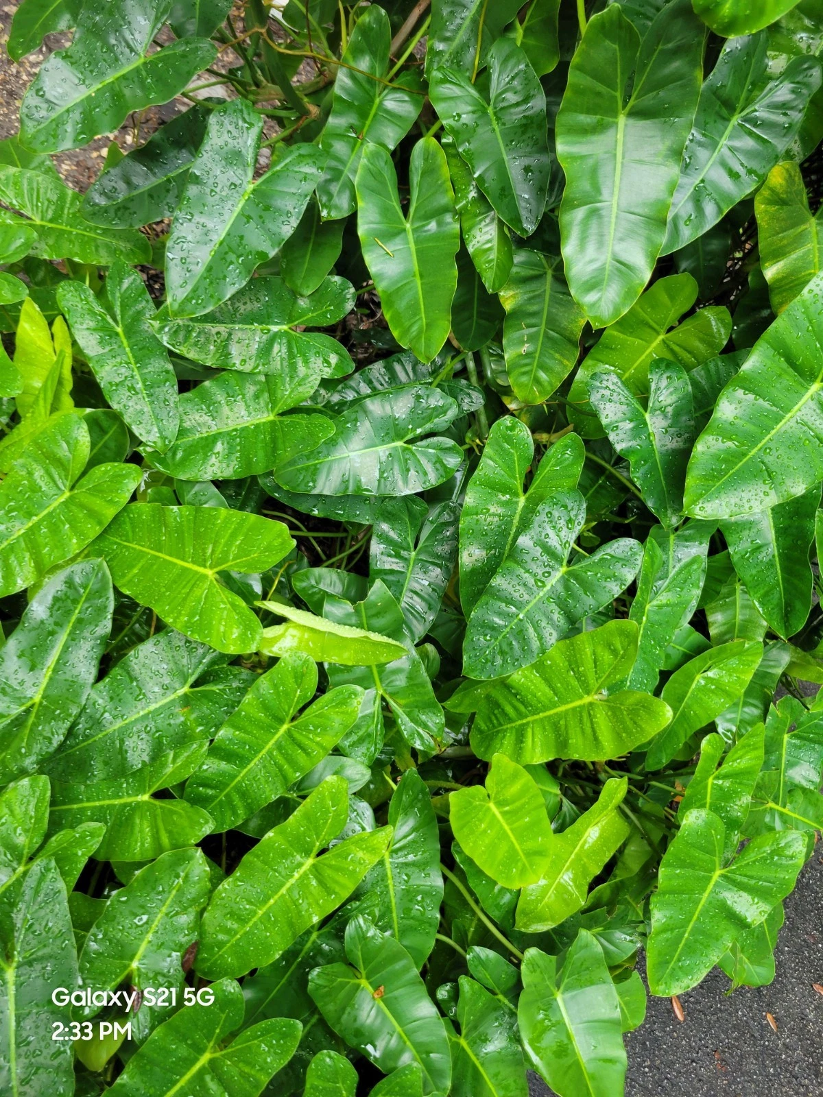 Philodendron Burle Marx Cuttings – Tropical Green Aroid Stem Propagation for Indoor Plants