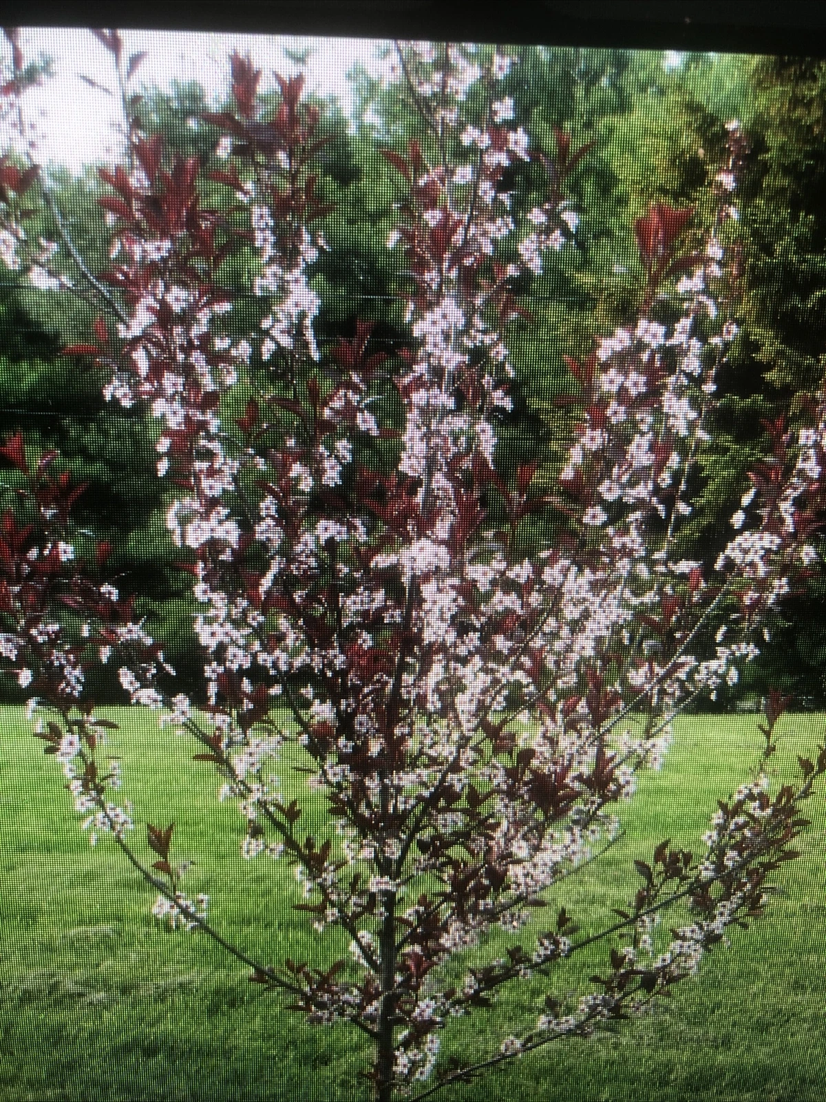 Cistena Plum Trees – 2 Live Ornamental Shrubs with Deep Purple Foliage, Prunus × cistena, for Landscape and Garden Planting