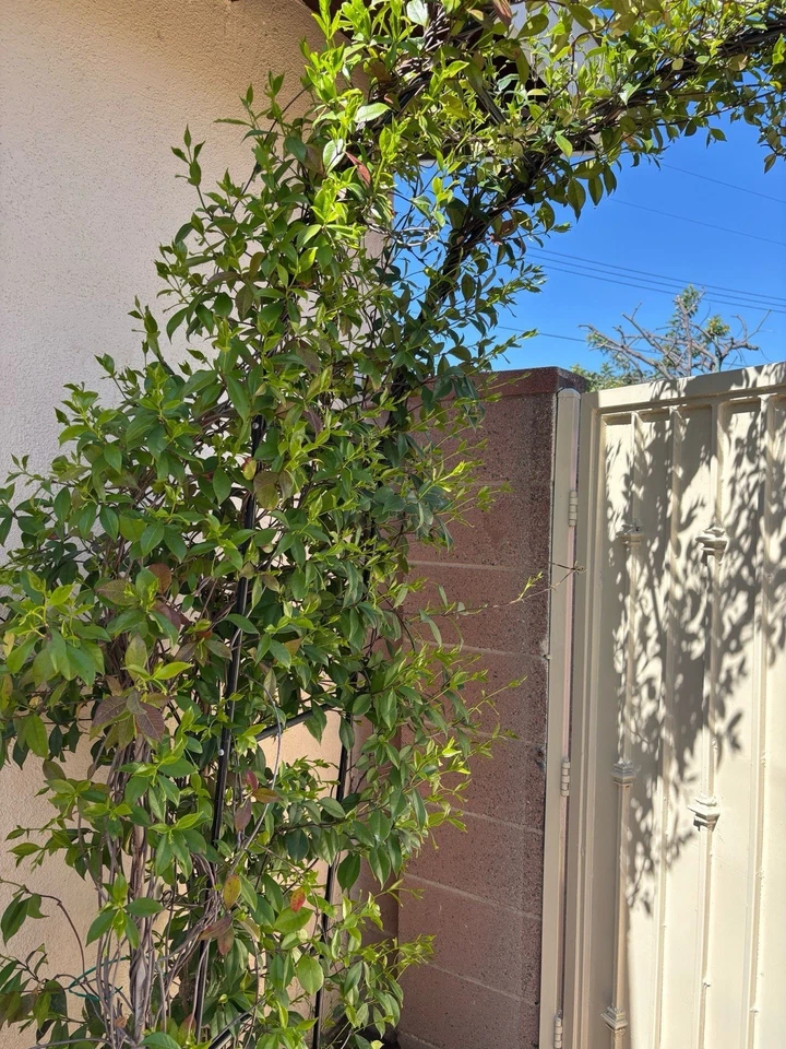 White Star Jasmine Cuttings – Trachelospermum jasminoides Vine, Rootable Live Plant Starts, Evergreen Climbing, Garden, Landscape