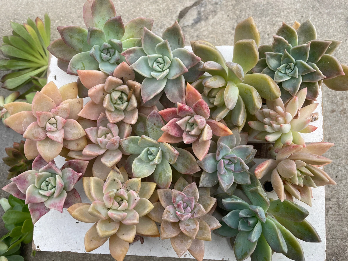 Pink Ghost Plant Cuttings – 20 Succulent Stems, Graptopetalum paraguayense, Drought Tolerant, Easy to Grow, Indoor & Outdoor Garden