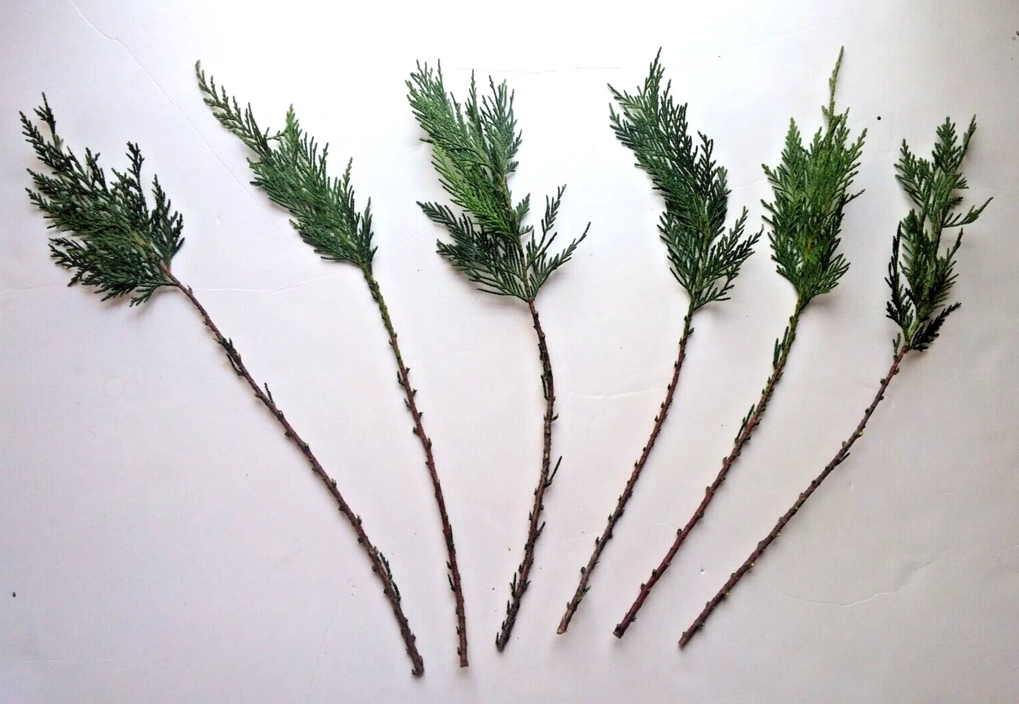 Leyland Cypress Cuttings – 15 Live Unrooted Evergreen Conifer Propagation Material – Cuprocyparis leylandii