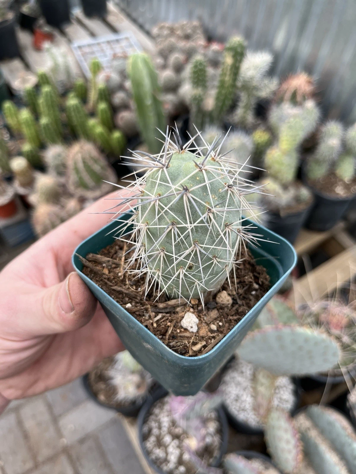 Rare Rooted Tephrocactus alexanderii XL Single Segment Bare Root Cactus, Opuntia Species, Sculptural, Easy Care