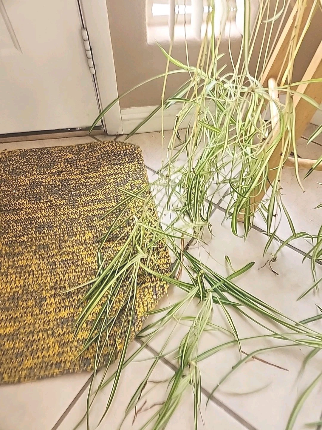 Spider Plant Cuttings – 3 Live Chlorophytum comosum Pups for Indoor Propagation, Houseplant Starters, Unpotted