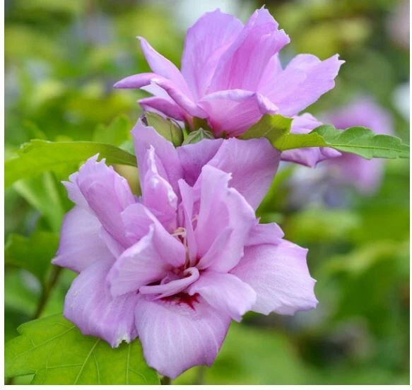 French Cabaret Blush Rose of Sharon Starter Plants - Pink Double Blooms, Hardy Hibiscus Syriacus for Garden Landscaping