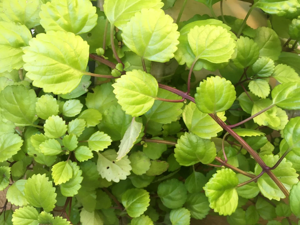 Swedish Ivy Cuttings – 4 Live Plectranthus verticillatus Trailing Houseplant Propagation, 5 Inch Indoor Garden Plant Cuttings