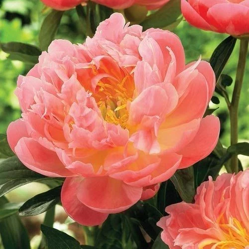 Peony Bare Root Planting – Pink Hawaiian Coral, Coral-Pink Flowers, Paeonia hybrid, Perennial Flower, Zones 3–9