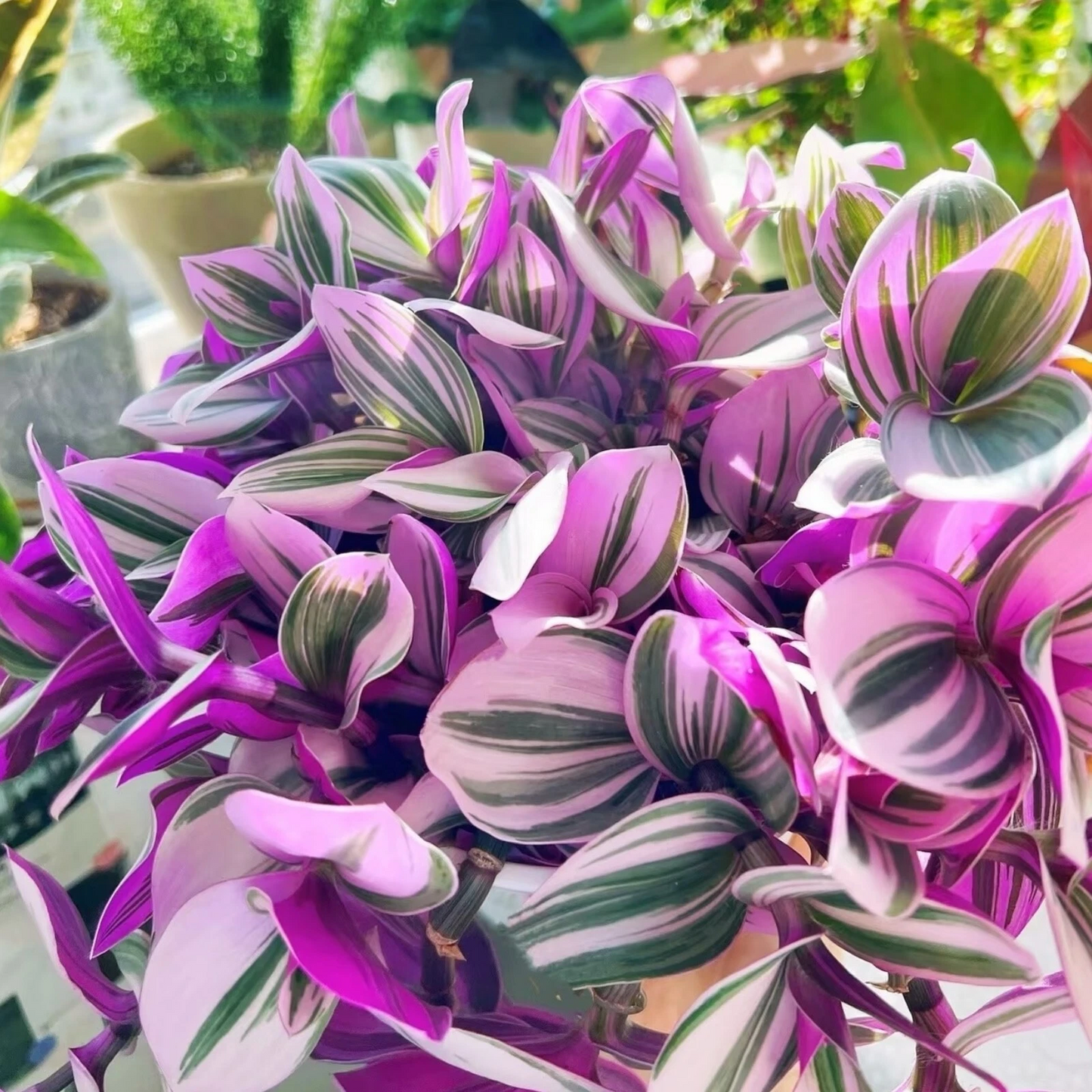 Tradescantia Nanouk Cuttings – Pink Wandering Jew Houseplant, 3-4 Inch Live Unrooted Propagation Cuttings