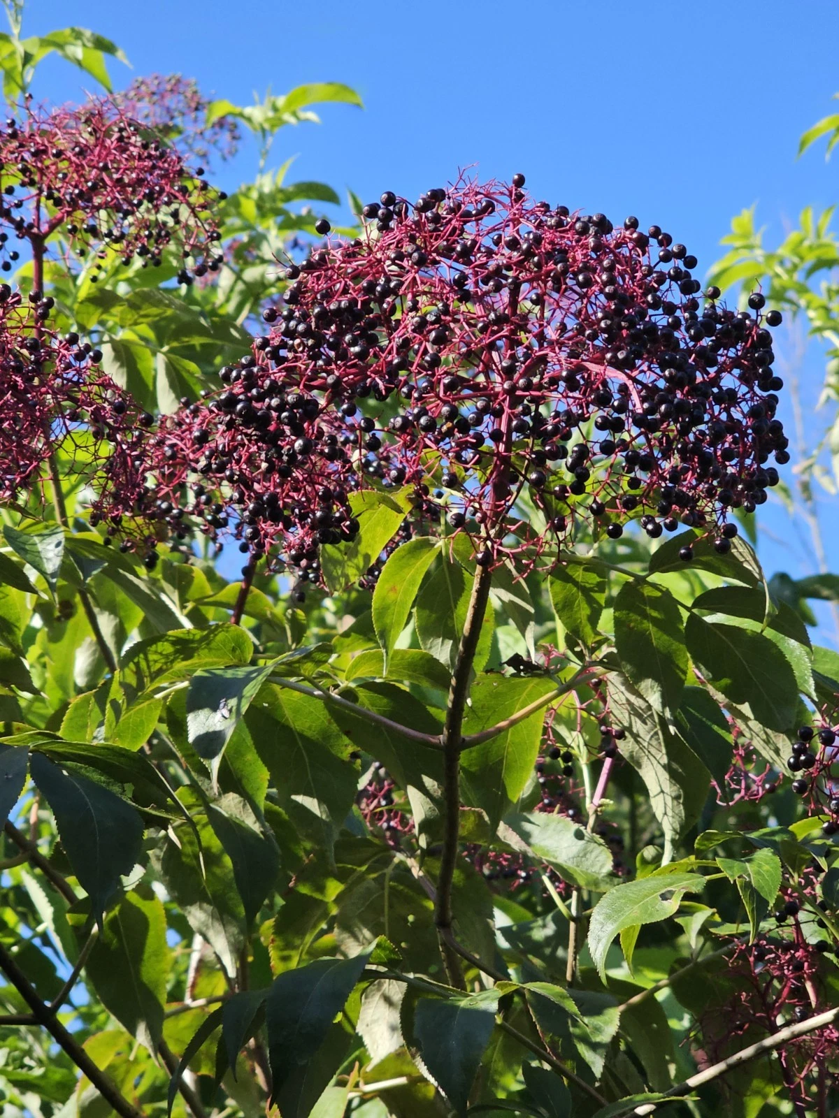 Elderberry Dormant Cuttings Set – 12 Unrooted Stems for Planting, York, Adams, Nova Varieties, Sambucus canadensis