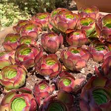 Aeonium Catlin Succulent Cuttings – 6 Unrooted Rosettes with Red Burgundy Foliage for Propagation and Container Growing