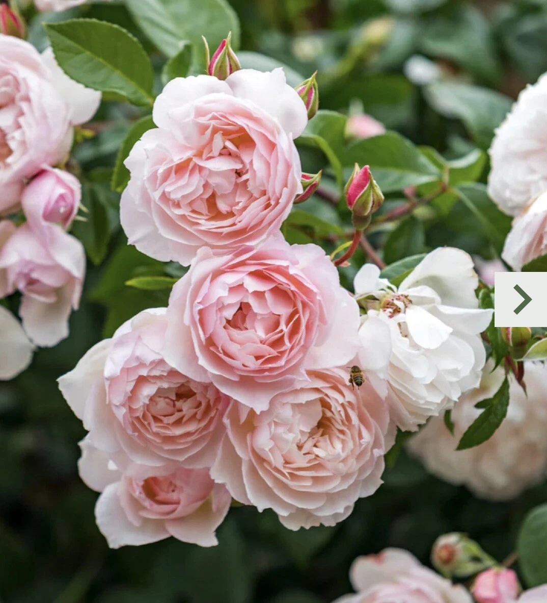 Pink Climbing Rose Cutting – 5–8" Unrooted Stem for Garden Climber Propagation, Rose Bush, Trellis, Fence, Cottage Garden