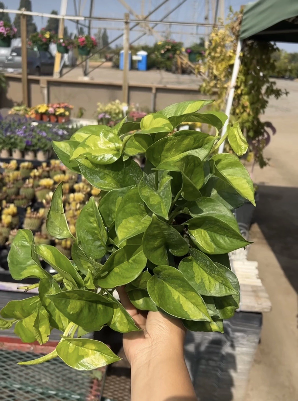 Global Green Epipremnum Pothos Cuttings – Unrooted Trailing Vine for Indoor Outdoor Propagation
