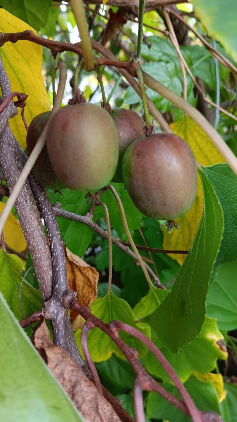 Hardy Kiwi Cuttings – Organic Female ‘Geneva’ Actinidia arguta Hardwood Vines for Rooting and Grafting