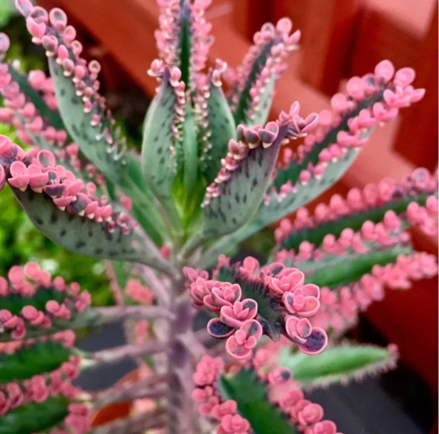 Kalanchoe ‘Pink Butterfly’ Succulent – Live Plant in 2" Pot with Pink Plantlets, Easy-Care Indoor & Outdoor Houseplant