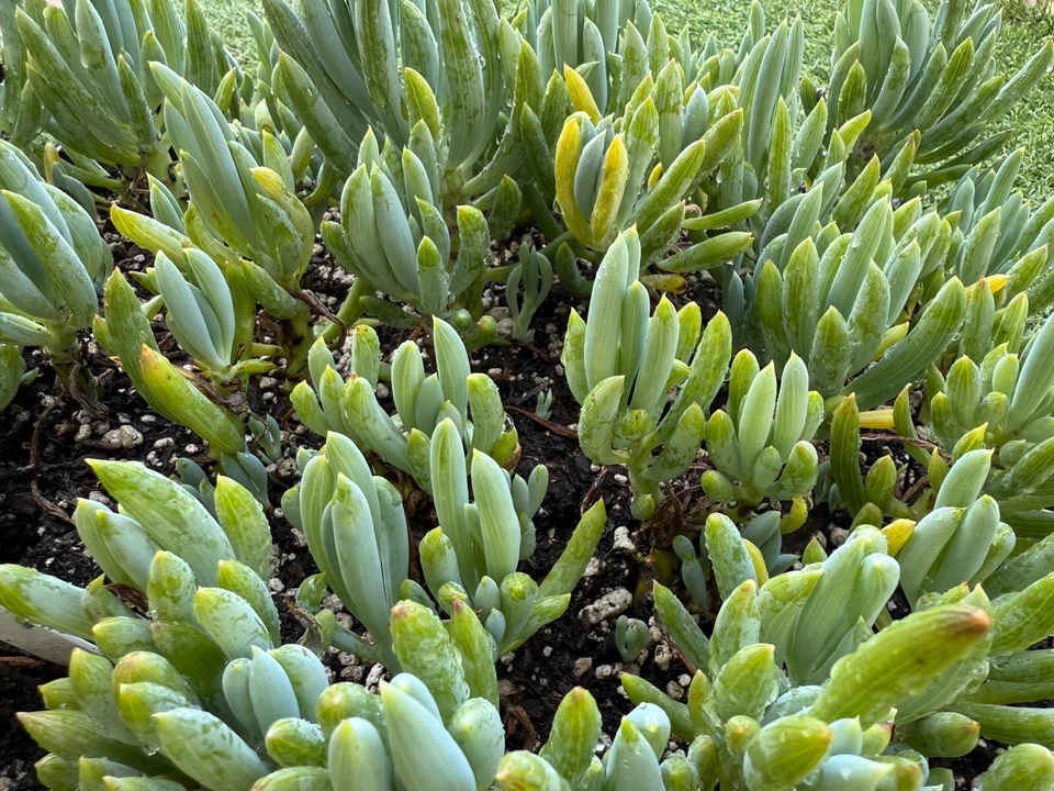 Blue Chalkstick Succulent Live Plant in 4" Pot, Drought-Tolerant Curio repens for Indoor & Outdoor Gardens