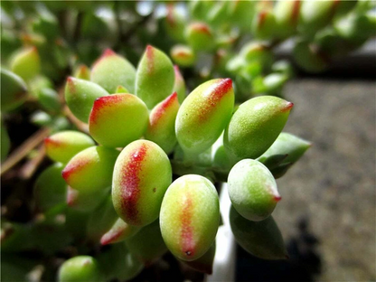Cotyledon Pendens Succulent Cuttings – 3 Fresh Live Trailing Plants for Indoor Garden Decor