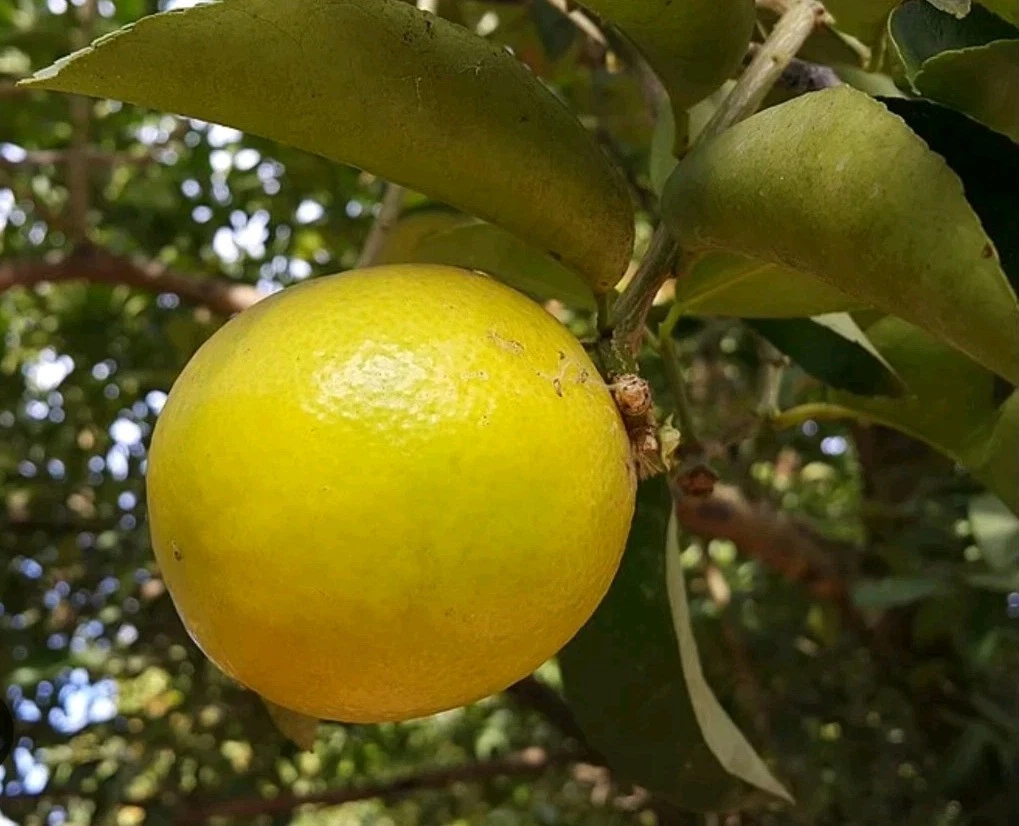 Palestine Sweet Lemon Cutting – 6–8 Inch Citrus Scion for Rooting or Grafting, Citrus limetta, Live Fruit Tree Propagation Material