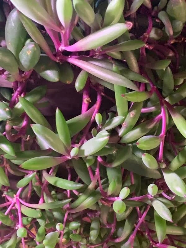Succulent Cutting Pack, Othonna capensis Ruby Necklace, Trailing Succulent Stems, Hanging Plant Cuttings, 3-4 Inch Unrooted Stems