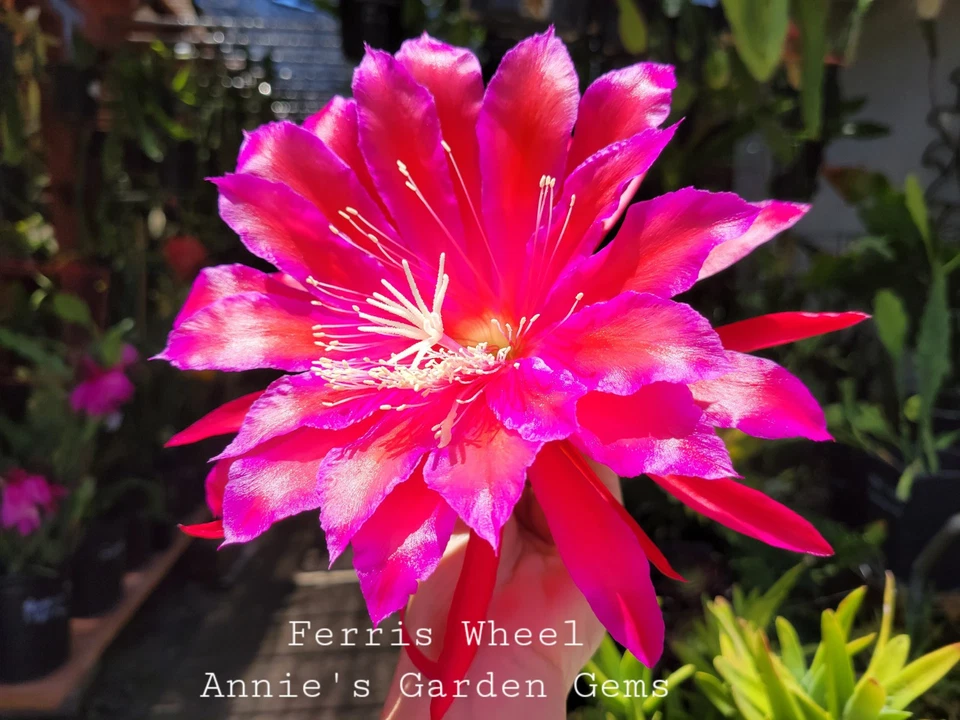 Epiphyllum Ferris Wheel Unrooted Cuttings – Orchid Cactus Live Plant, 8-10 Inch Propagation Starter