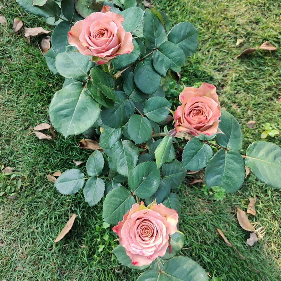 Live Rose Cuttings - Cappuccino Variety, Unrooted Propagation Cuttings for Grafting & Gardening